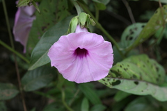 Argyreia involucrata